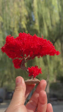 Load and play video in Gallery viewer, Miniature Red Maple Bonsai Wire Tree Model 10/15cm for Diorama, Dollhouse, Architecture Scene &amp; Craft Supplies
