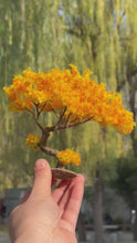 Load and play video in Gallery viewer, Miniature Autumn Bent Pine Tree Model 10/15cm Diorama Supply Dollhouse Garden Scenery
