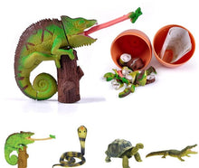 Load image into Gallery viewer, Set of 4 Reptile Animal Part I 4D 3D Puzzle Egg Model Toy Chameleon Tortoise King Cobra
